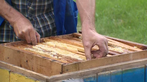 The beekeeper goes through the hive and adjusts the honeycombs. Honey collection Video stock 266457276