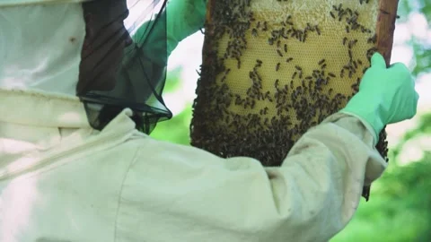 Beekeeper handles frame of bees on wax comb, assessing presence of honey, brood Video stock 326354741