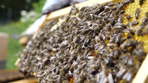 Beekeeper Handling Honeycomb with Active Bee Colony – 4K Видео 320163008