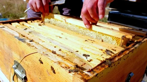 Beekeeper Hands Stock Footage 340649592