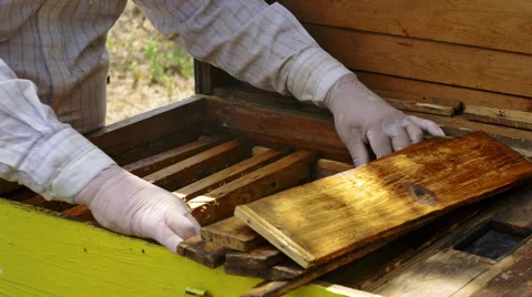 Beekeeper hands gently removes bees from the frame Stock-Footage 68650453