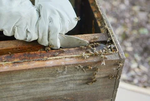 Beekeeper hands, honey production and bees business on agriculture bee farm for Stock Photos