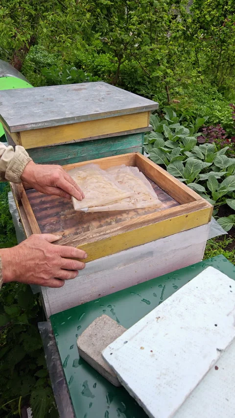 Beekeeper Hands Placing Lid on Wooden Beehive Box Vertical 9x16 Stock Footage 337060394