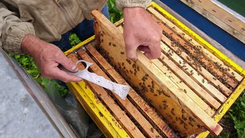 Beekeeper Hands Using Metal Hive Tool to Inspect Wooden Frames Stock Footage 337059192