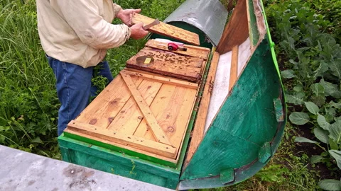 Beekeeper Hands Using Metal Hive Tool to Inspect Wooden Frames Stock Footage 337059835