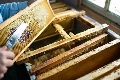 Beekeeper harvest honey in apiary. Stock Photos