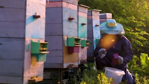 A beekeeper harvests flower pollen. Caring for bee hives. Vidéo 199681722