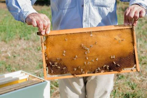 The beekeeper has control honeycomb Stock Photos