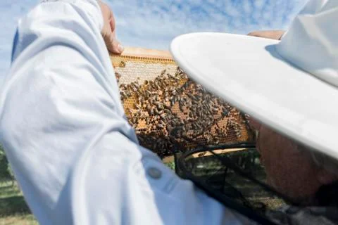 The beekeeper has control honeycomb Stock Photos
