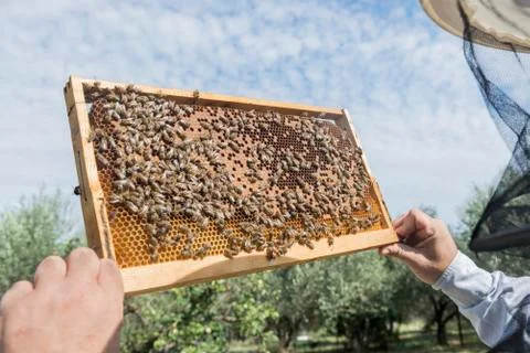 The beekeeper has control honeycomb Stock Photos
