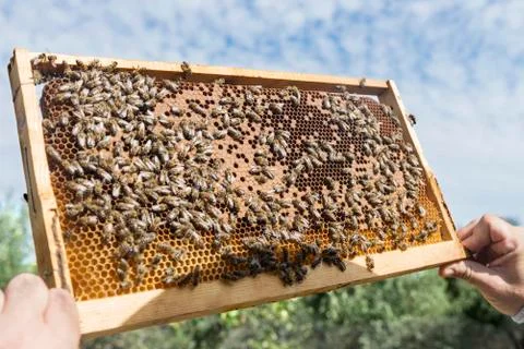 The beekeeper has control honeycomb Stock Photos