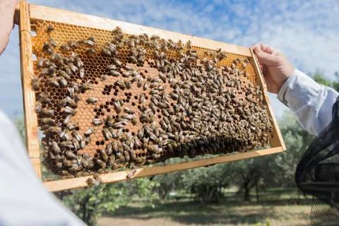 The beekeeper has control honeycomb Stock Photos