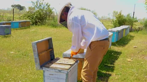 Beekeeper in his bee farm with his safety suit and orange gloves Stockbeeldmateriaal 215035533