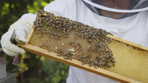 Beekeeper with his bees Vídeos de archivo 84767428
