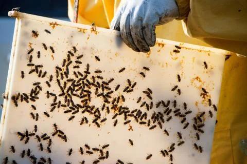 Beekeeper with his bees Foto stock