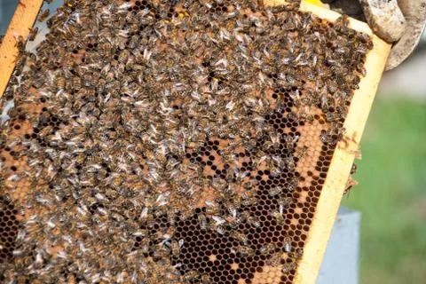 Beekeeper with his bees Stock Photos