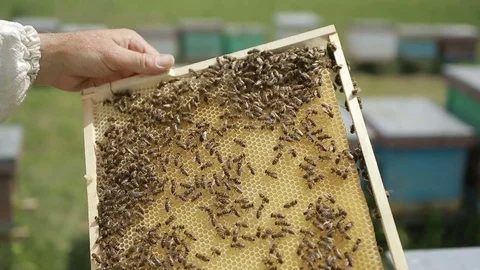 Beekeeper At Hive On An Apiary Video stock 76915529