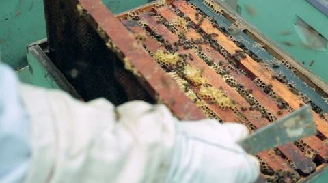 Beekeeper at hive Stock Footage