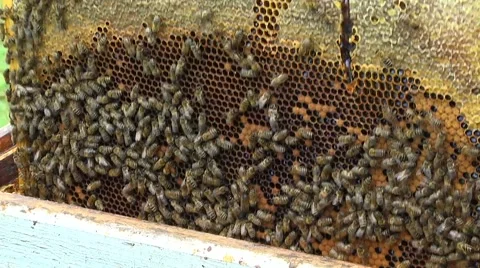 Beekeeper. Hive. honeycomb Video stock 61075435