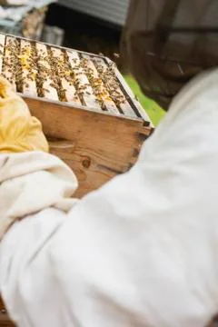 Beekeeper holding beehive Stock Photos