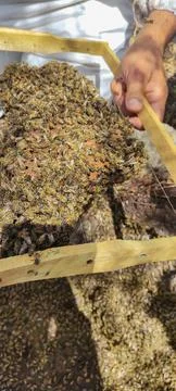 Beekeeper holding a frame densely covered with a large honeybee swarm. Stock Photos