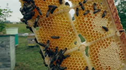 Beekeeper holding frame full of honey and bees at apiary Video stock 201246533