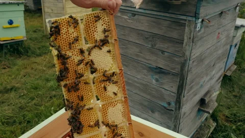 Beekeeper holding frame with honey and bees and inspecting it at apiary Video stock 201246549