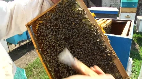 Beekeeper holding a frame of honeycomb Stock Footage 61075517