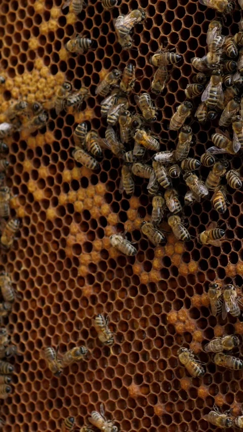 Beekeeper holding hive frame filled with honey bees Stock Footage 344876805