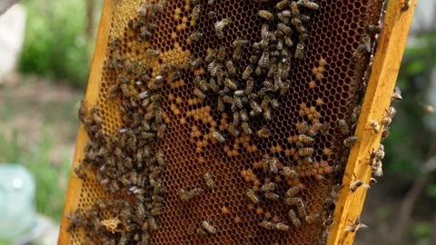 Beekeeper holding hive frame filled with honey bees Stock Footage 344876843