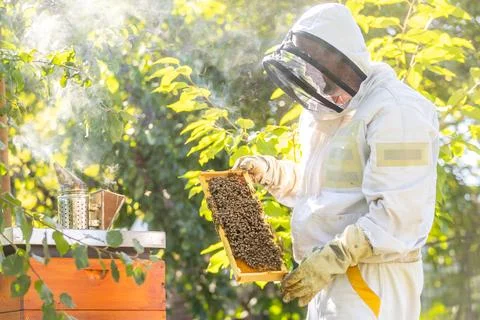 Beekeeper holding honey comb or frame with full of bees on his huge apiary Stock Photos