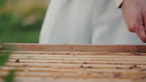 Beekeeper holding a honeycomb. Close up video. Video stock 117062955