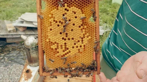 Beekeeper holding honeycomb frame with bees and inspecting it at apiary Video stock 201247148