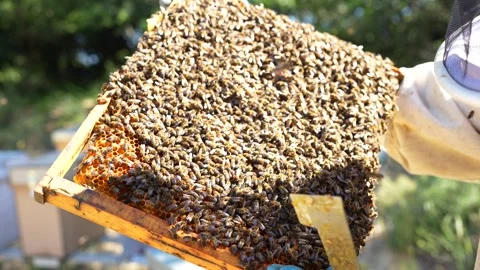 Beekeeper holding a honeycomb frame covered with bees Stock Footage 336806230