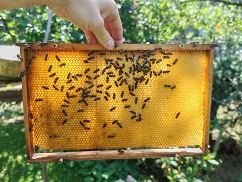 Beekeeper holding a honeycomb frame covered with honey bees Stock Photos