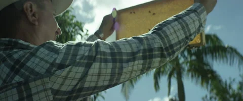 Beekeeper holding a honeycomb frame Stock-Footage 67289543