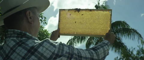 Beekeeper holding a honeycomb frame Stock-Footage 67289562