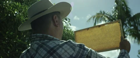 Beekeeper holding a honeycomb frame Stock-Footage 67289569