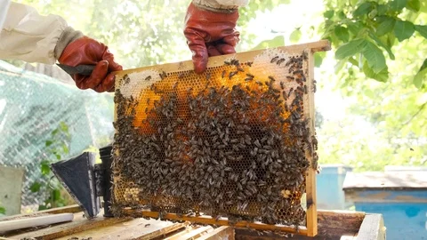 Beekeeper is holding a honeycomb in the frame Stock Footage 121890254