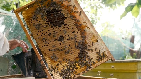 Beekeeper is holding a honeycomb in the frame Stock Footage 121890345