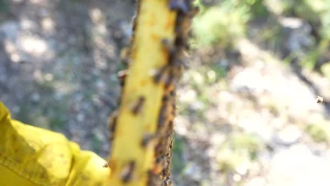 Beekeeper holding a honeycomb frame full of bees Stock Footage 336883077