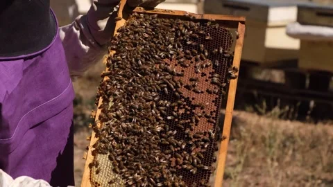 Beekeeper holding honeycomb frame with honey bees Stock Footage 345944786