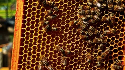 Beekeeper holding honeycomb frame with honey bees producing fresh honey in an Stock Footage 346189573