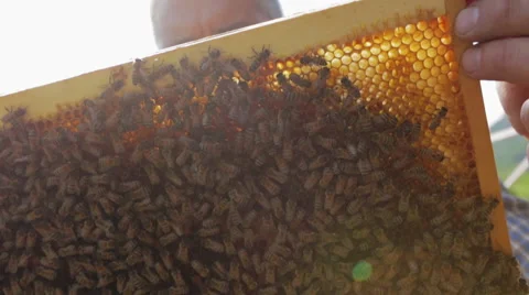 Beekeeper holding a honeycomb full of bees 01 Stock Footage 54595785