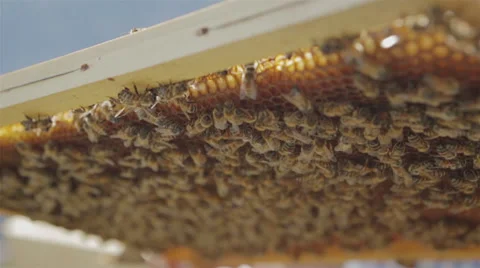 Beekeeper holding a honeycomb full of bees Macro Lens 02 Stock Footage 54596231