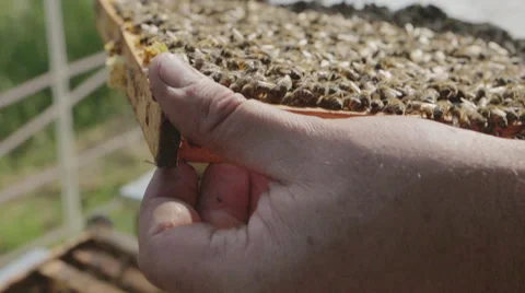 Beekeeper holding a honeycomb full of bees 03 Stock Footage 54597384