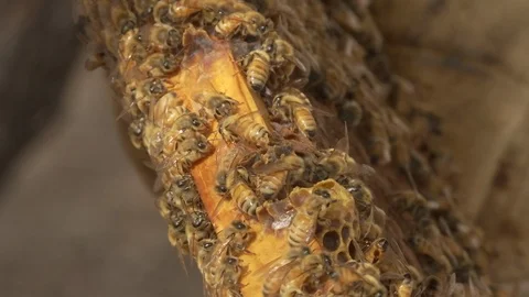 Beekeeper holding a honeycomb full of bees Stock Footage 100172595
