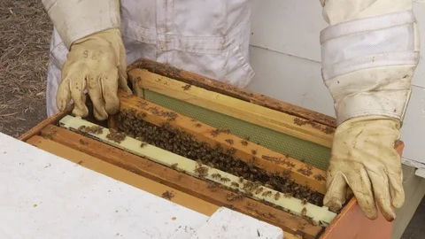 Beekeeper holding a honeycomb full of bees Stock Footage 100172849