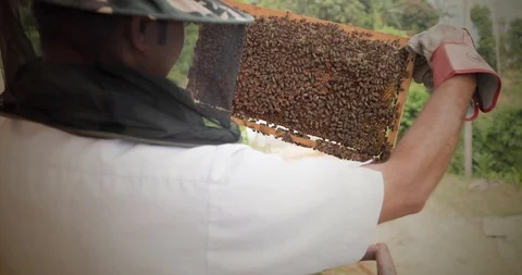 Beekeeper holding a honeycomb full of bees. Bee-maker Inspecting honeycomb frame Stock Footage 118422363