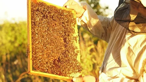 Beekeeper holding a honeycomb full of bees. Stock Footage 143376508